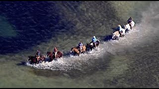 Horses take a dip near the Sunshine Skyway Bridge