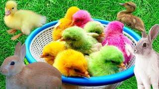 Tangkap Ayam Lucu, Ayam Warna Warni, Ayam Rainbow Gokil, Kelinci, Kucing Lucu, Bebek, Hewan lucu