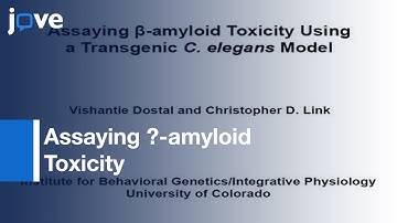 Assaying β-amyloid Toxicity Using Transgenic C. elegans Model l Protocol Preview