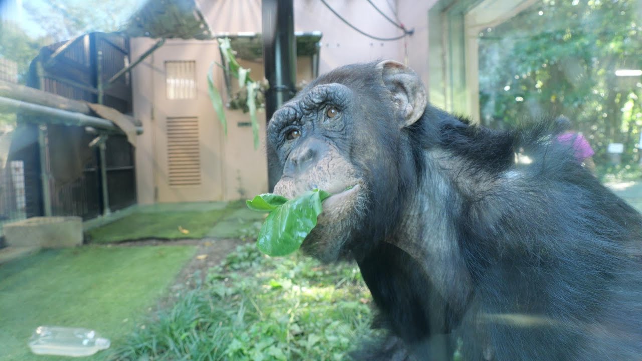 猿吉 1042008659797054_01_7341w.jpeg