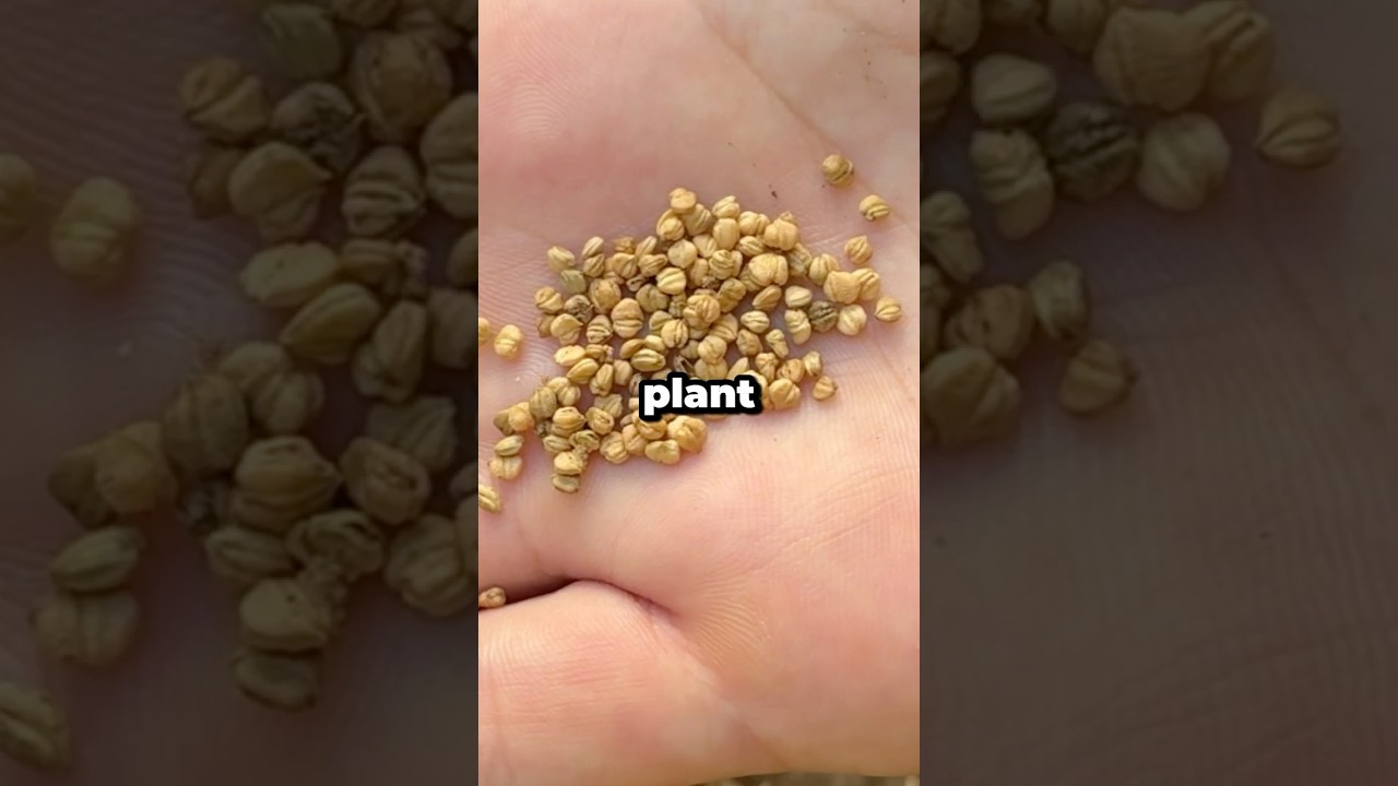 What Are Heirloom Seeds and Why Do Gardeners Love Them? 