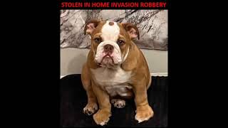 UPDATED: Home Invasion Robbery with Pic of Dog Included in release: Houston PD #1419586-21