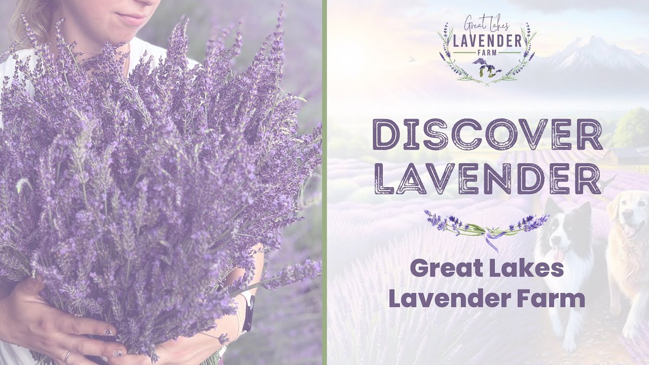 Discover the Magic of Great Lakes Lavender Farm in Rockford, Michigan