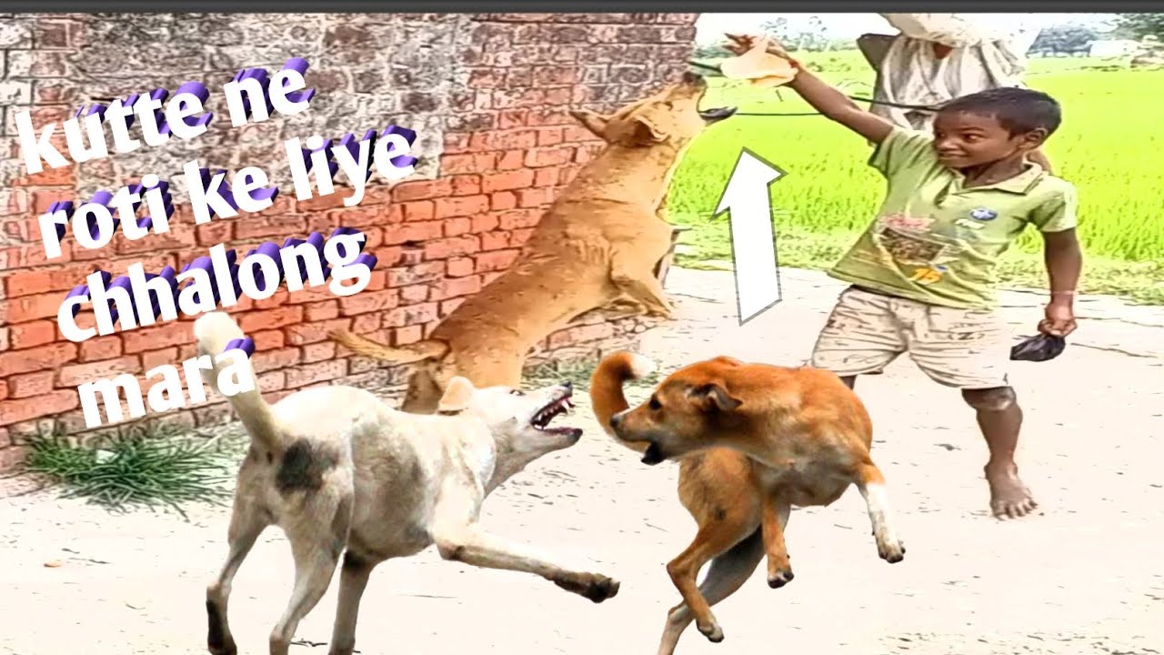 Wow Nice!!! my youtube channel Ajaykatube Dog Run So Funny kutte ne roti ke liye chhalong mara