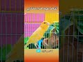 أقوى صوت كناري Kanary 2025 Birds Kanada تغريد كناري 2024 هائج Canary 