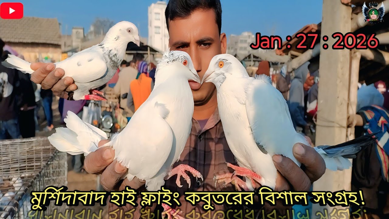 মুর্শিদাবাদের বিখ্যাত বেলডাঙ্গা হাটের পায়রা গিরিবাজ ও বিভিন্ন রকমের 🔥#pigeon #ispigeon8299 #like 