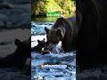 #BearHunting #WildlifeMoments #YouTubeShorts #ViralVideo #TrendingNow #PetsCareInn #wildlife