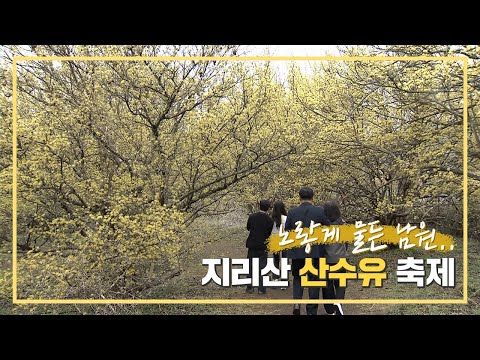 노랗게 물든 남원..지리산 산수유 축제  / EBS고향사랑뉴스