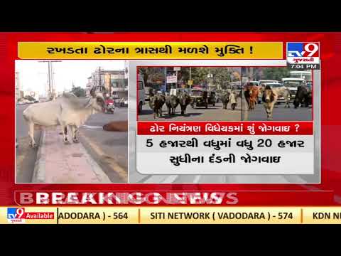 Government presents bill over cattle nuisance in state assembly, Gandhinagar | TV9News