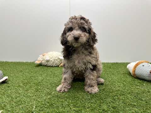 Video van Caniche Femelle Merle - PUP-ID 002042555 | Dierenhof Debrabandere
