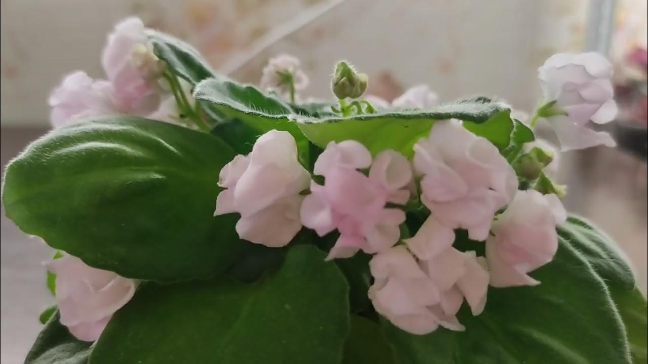 Фиалка сады любви фото и описание Сады любви фиалка
