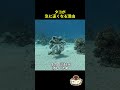 タコ、なぜ急に速くなる？実は衝撃の移動方法だった
