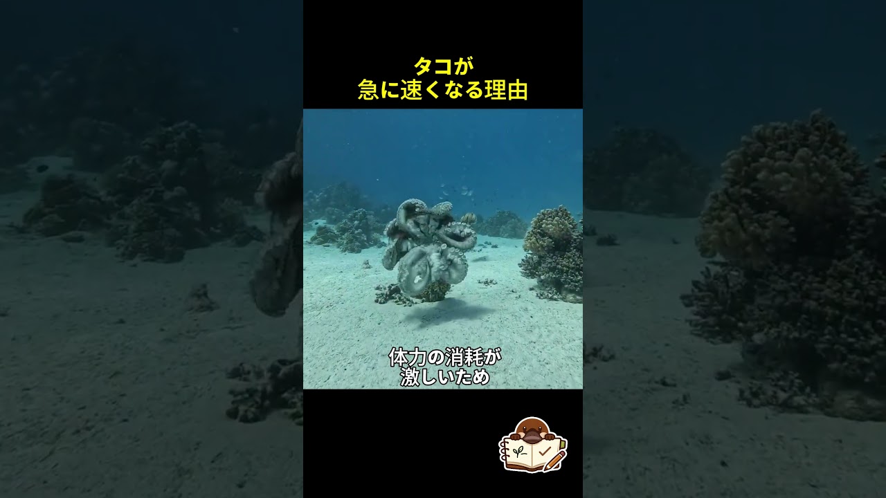 タコ、なぜ急に速くなる？実は衝撃の移動方法だった