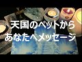 天国のペットからあなたへメッセージ～みめあのオラクルカードリーディング