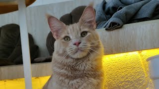 THIS IS NAGI// BIG CAT// MAINECOON POLYDACTYL by MuliaCoon Cattery 527 views 1 year ago 5 minutes, 7 seconds