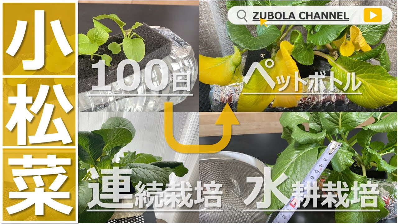 水耕栽培】小松菜をペットボトルの水耕栽培で何回収穫できるか挑戦して