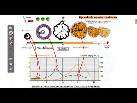 Les hormones ovariennes explication simple