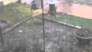 My solution for stopping squirrels at my bird feeder. Hang feeders from Metal Shepherd Hooks then coat the ENTIRE main pole with 