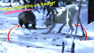 Dogo Argentino vs Badger!!!