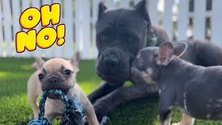 Tiny Frenchie puppy steals from giant Cane Corso 😳😱 you won’t believe what happens next! by The Bulldog Breeder 3,249 views 10 months ago 2 minutes, 46 seconds