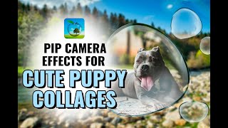 PiP camera effects for cute puppy collages | Photo Editor | PiP effects | PiP collage screenshot 4