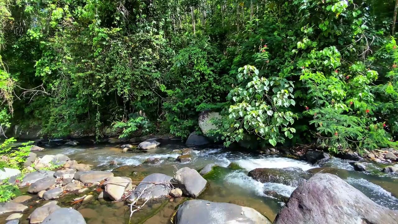 🌊 Stress Relief Instantly | Hidden Forest River Ambience