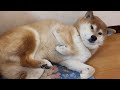 ふわふわモチモチの柴犬