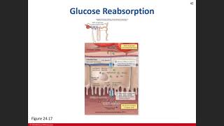 Day 24: Urinary System Chapter 24 Lecture 04/12/21 Part 2