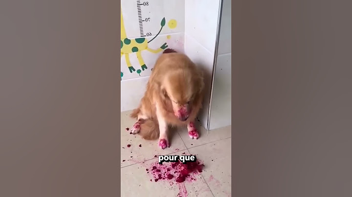 La Réaction de Ces Animaux Vont Vous Choquer