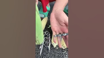 Corn Peeler — Good Tools Can Improve Work Efficiency