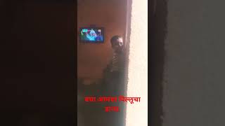 पाटलांचा बैलगाडा