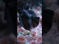 Elegant Betta! 🖤🐠🌹 #BettaFish #blackfish #ai #AICute #aquarium #FYP #Trending #YouTubeShorts #Viral