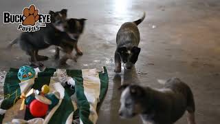 Beautiful Australian Cattle Dog Puppies