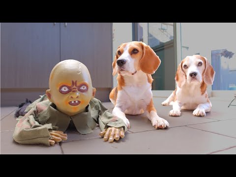 dogs-vs-zombie-baby-halloween-prank-:-funny-dogs-louie-&-marie