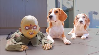 Dogs vs Zombie Baby Halloween Prank : Funny Dogs Louie & Marie