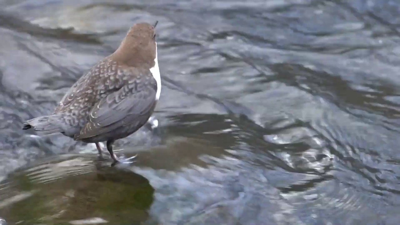 Mirlo acuático - Cinclus cinclus