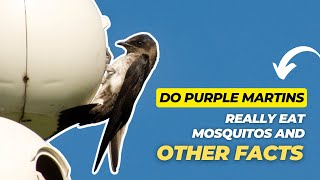 Do Purple Martins Really Eat Mosquitos and Other Facts