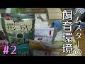 #2【義理庵とハムスター】なんとなく飼育環境やレイアウトや食事について語る。【お迎え3日目2020/10/26】