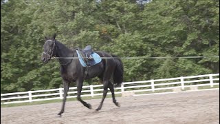 Cantering with a Standardbred Part 1 - Evaluating the Horse