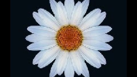 Daisy_V Call Volume Alert