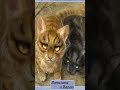 Ежевичная Звезда , Рыжинка , Коршун и Мотылинка .