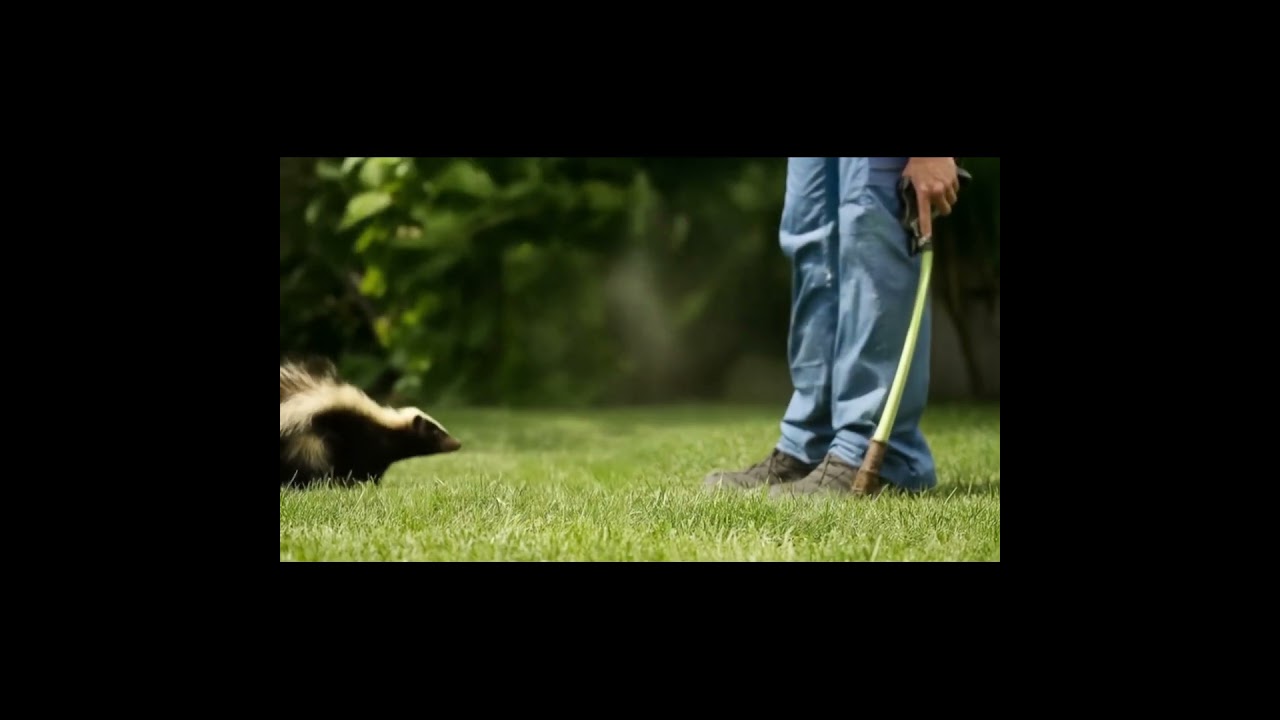 Skunk sprays a man and makes him sick 