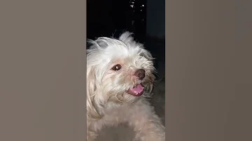 My Puppy Shihtzu Beautiful Shortvideo 