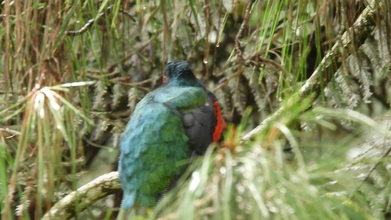 TROGON ENMASCARADO/TROGON PERSONATUS/MASKED TROGON 