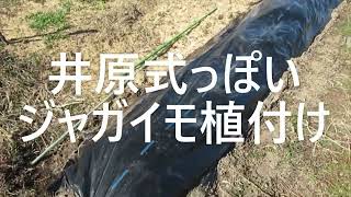 ジャガイモ植え付け2022黒マルチ井原式