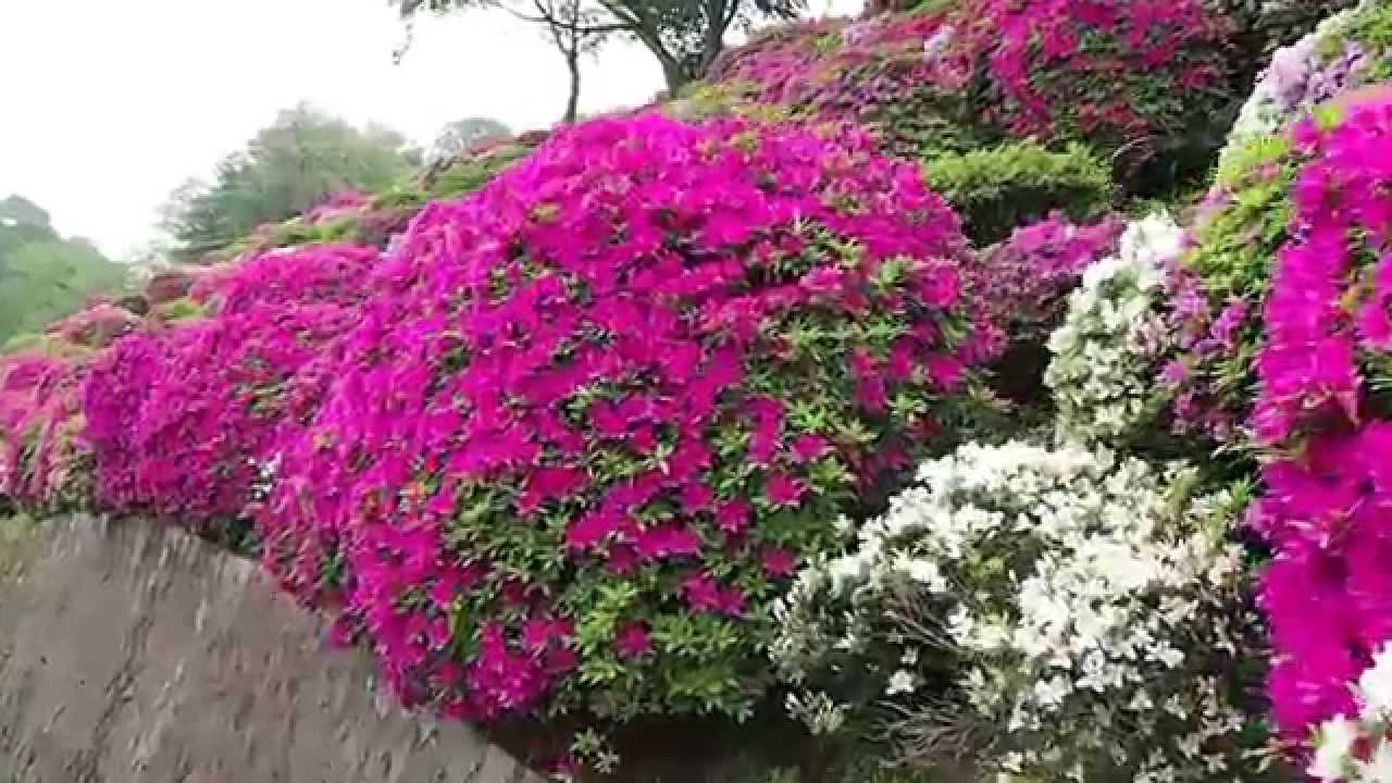 つつじの名所 蹴上浄水場 一般公開12 Youtube