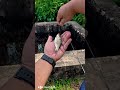 first time mancing dapat ikan tebal sisik