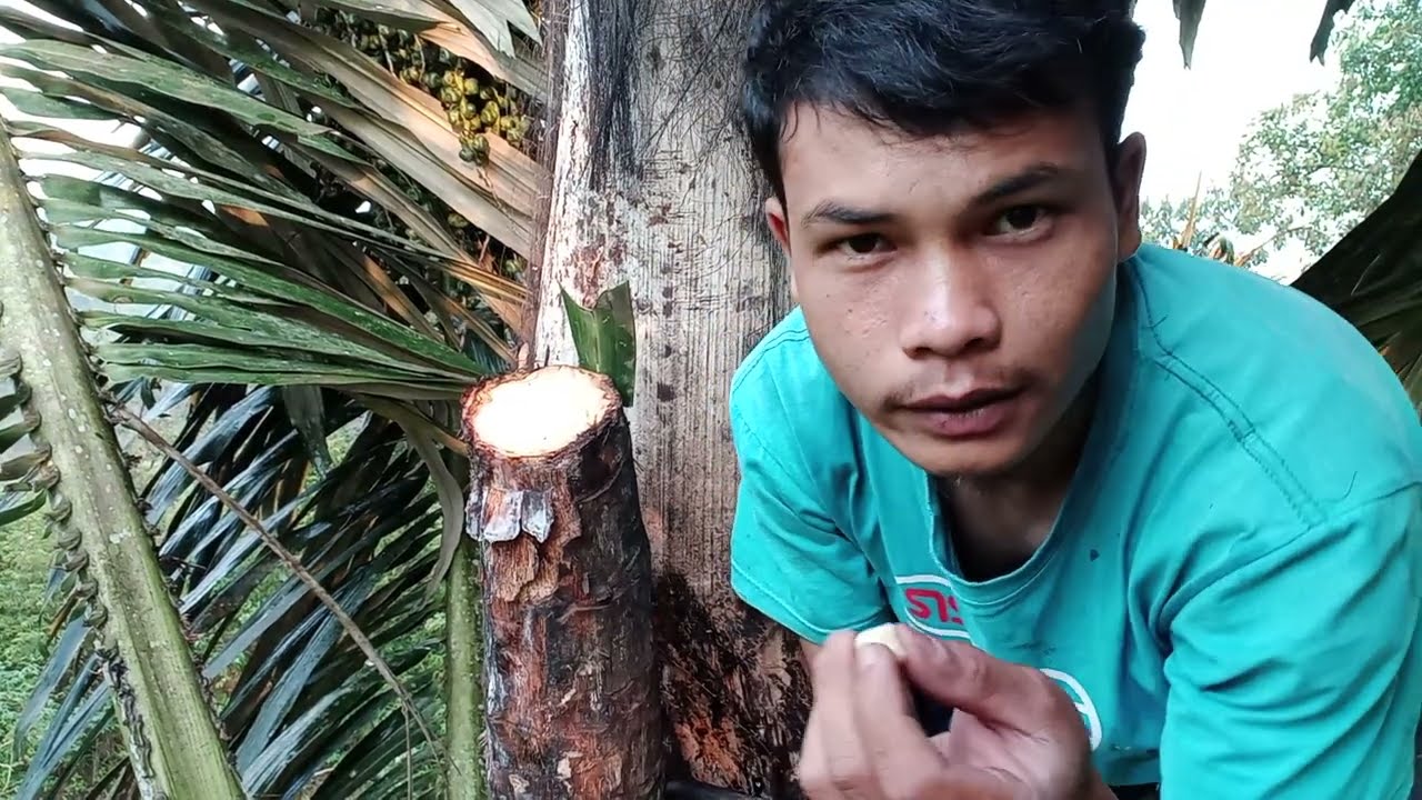 CARA MENYADAP POHON AREN SUPAYA DERAS