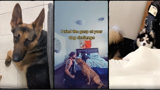 Gasp At Your Dog Challenge And See Their Reactions 2 - Tiktok Compilation - Tiktok Dogs by Cute Paws 139 views 2 years ago 9 minutes, 44 seconds