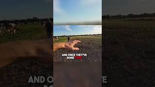 Watch Cows 'Mow' Fields - Intensive Grazing #ranching #brazil #farming